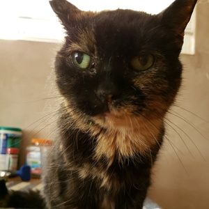 Meet your Posher, Willis